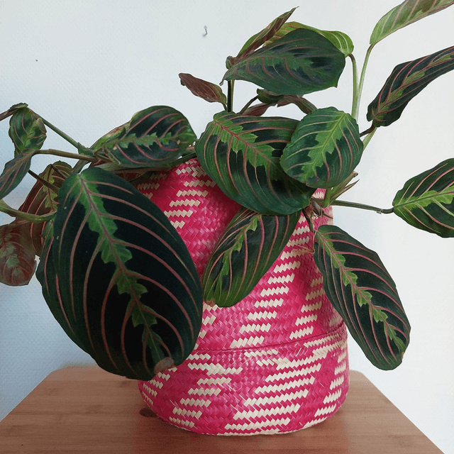 Panier de rangement rouge nature diagonale - 24 cm