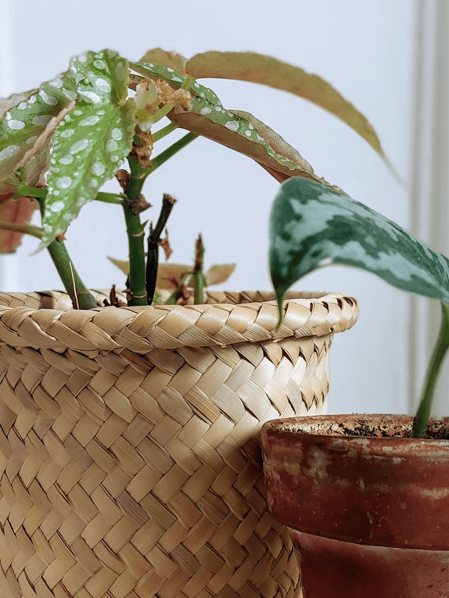 Cache pot bordure épaisse - Panier en palme -  17cm - fait à la main